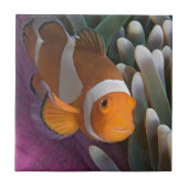 Western Clown Anemone Fish Fliese (Vorderseite)