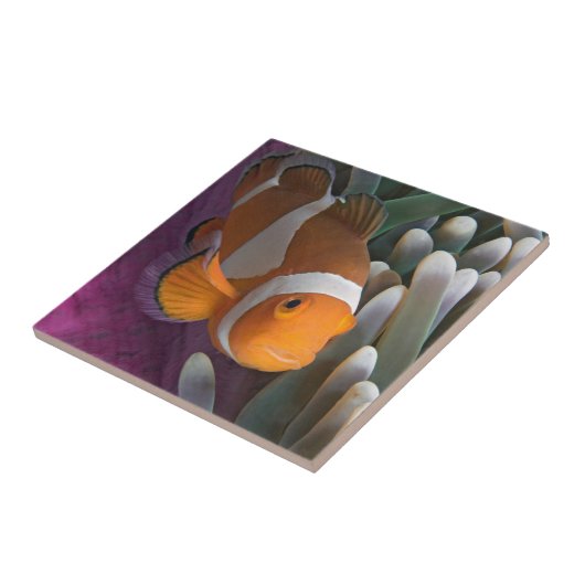 Western Clown Anemone Fish Fliese (Seite)
