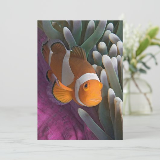 Western Clown Anemone Fish Karte (Stehend Vorderseite)
