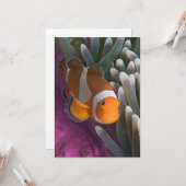 Western Clown Anemone Fish Karte (Vorderseite/Rückseite Beispiel)