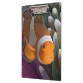 Western Clown Anemone Fish Klemmbrett (Links)