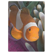 Western Clown Anemone Fish Klemmbrett (Rückseite)