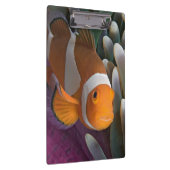 Western Clown Anemone Fish Klemmbrett (Rechts)