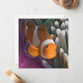 Western Clown Anemone Fish Mitteilungskarte (Vorderseite/Rückseite Beispiel)