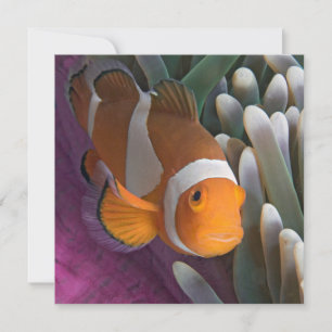Western Clown Anemone Fish Mitteilungskarte
