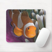 Western Clown Anemone Fish Mousepad (Mit Mouse)