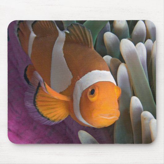 Western Clown Anemone Fish Mousepad (Vorne)