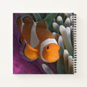 Western Clown Anemone Fish Notizblock (Rückseite)