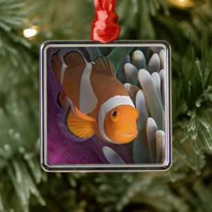 Western Clown Anemone Fish Ornament Aus Metall