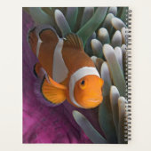 Western Clown Anemone Fish Planer (Rückseite)