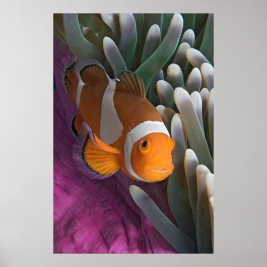 Western Clown Anemone Fish Poster (Vorne)