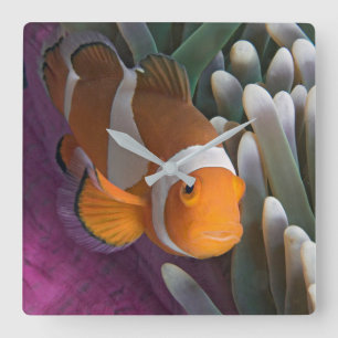 Western Clown Anemone Fish Quadratische Wanduhr