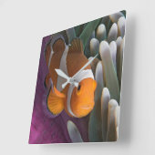 Western Clown Anemone Fish Quadratische Wanduhr (Winkel)