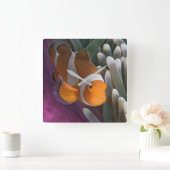 Western Clown Anemone Fish Quadratische Wanduhr (Zuhause)