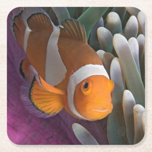Western Clown Anemone Fish Rechteckiger Pappuntersetzer (Vorderseite)