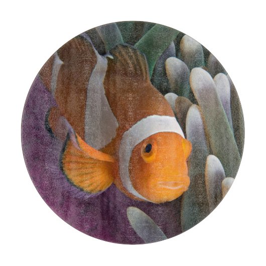 Western Clown Anemone Fish Schneidebrett (Vorderseite)