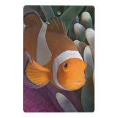 Western Clown-Anemonenfisch Mini Klemmbrett (Rückseite)