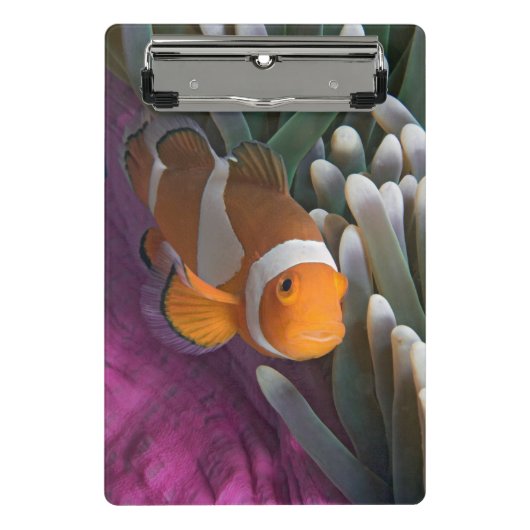 Western Clown-Anemonenfisch Mini Klemmbrett (Vorderseite)