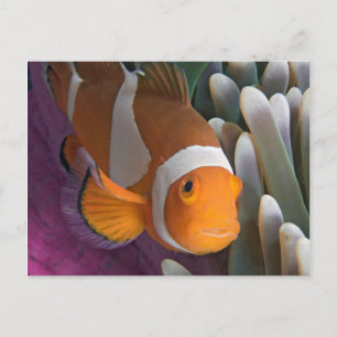 Western Clown-Anemonenfisch Postkarte