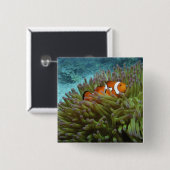 Western Clownfisch (Amphiprion ocellaris) Button (Vorne & Hinten)