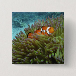 Western Clownfisch (Amphiprion ocellaris) Button