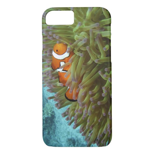 Western Clownfisch (Amphiprion ocellaris) Case-Mate iPhone Hülle (Rückseite)