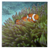 Western Clownfisch (Amphiprion ocellaris) Fliese (Vorderseite)