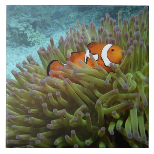 Western Clownfisch (Amphiprion ocellaris) Fliese (Vorderseite)