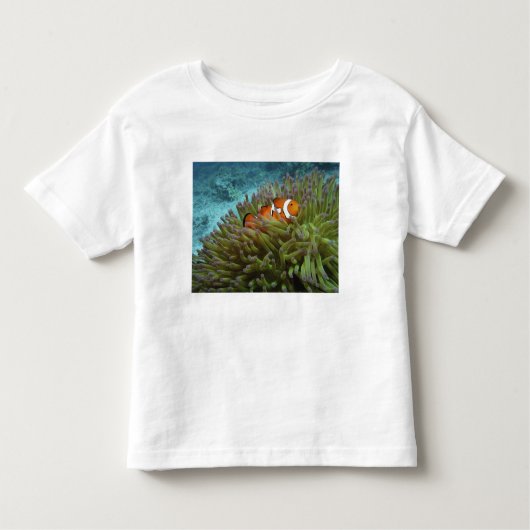 Western Clownfisch (Amphiprion ocellaris) Kleinkind T-shirt (Vorderseite)