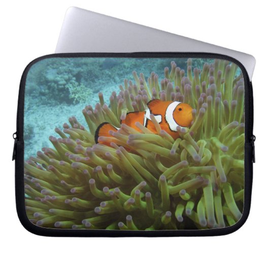 Western Clownfisch (Amphiprion ocellaris) Laptopschutzhülle (Vorderseite)