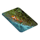 Western Clownfisch (Amphiprion ocellaris) Magnet (Rechte Seite)