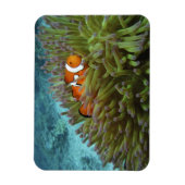 Western Clownfisch (Amphiprion ocellaris) Magnet (Vertikal)