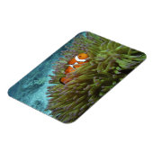 Western Clownfisch (Amphiprion ocellaris) Magnet (Linke Seite)