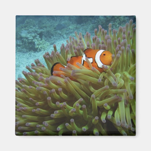 Western Clownfisch (Amphiprion ocellaris) Magnet (Vorne)