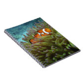 Western Clownfisch (Amphiprion ocellaris) Notizblock (Rechte Seite)