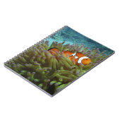 Western Clownfisch (Amphiprion ocellaris) Notizblock (Linke Seite)