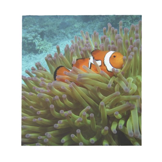 Western Clownfisch (Amphiprion ocellaris) Notizblock (Vorderseite)