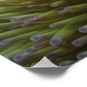 Western Clownfisch (Amphiprion ocellaris) Poster (Ecke)