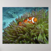 Western Clownfisch (Amphiprion ocellaris) Poster (Vorne)