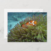 Western Clownfisch (Amphiprion ocellaris) Postkarte (Vorne/Hinten)