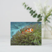 Western Clownfisch (Amphiprion ocellaris) Postkarte (Stehend Vorderseite)