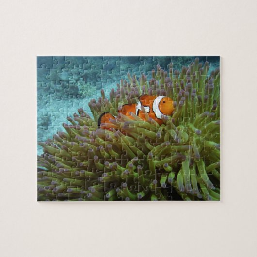 Western Clownfisch (Amphiprion ocellaris) Puzzle (Horizontal)