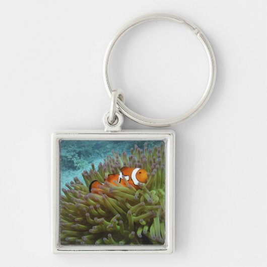 Western Clownfisch (Amphiprion ocellaris) Schlüsselanhänger (Vorne)