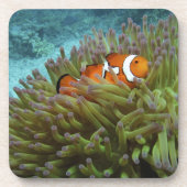 Western Clownfisch (Amphiprion ocellaris) Untersetzer (Vorderseite)