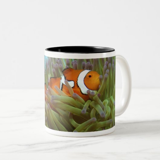Western Clownfisch (Amphiprion ocellaris) Zweifarbige Tasse (VorderseiteRechts)