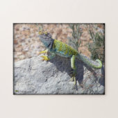 Western Collared Lizard auf Rock Foto Puzzle (Horizontal)