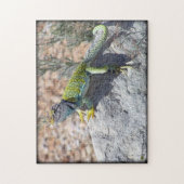 Western Collared Lizard auf Rock Foto Puzzle (Vertikal)