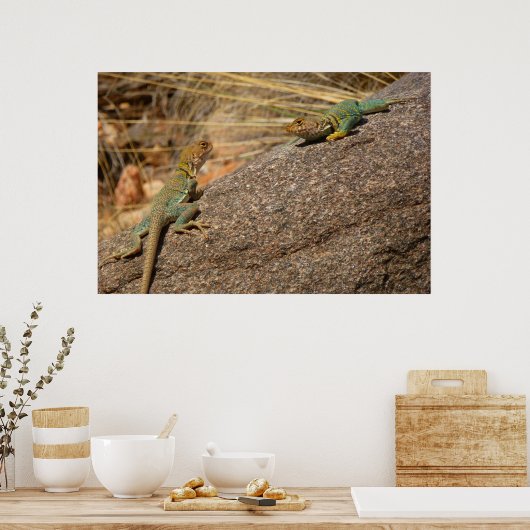 Western Collared Lizards in Colorado Poster (Küche)