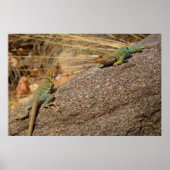 Western Collared Lizards in Colorado Poster (Vorne)