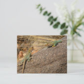 Western Collared Lizards in Colorado Postkarte (Stehend Vorderseite)